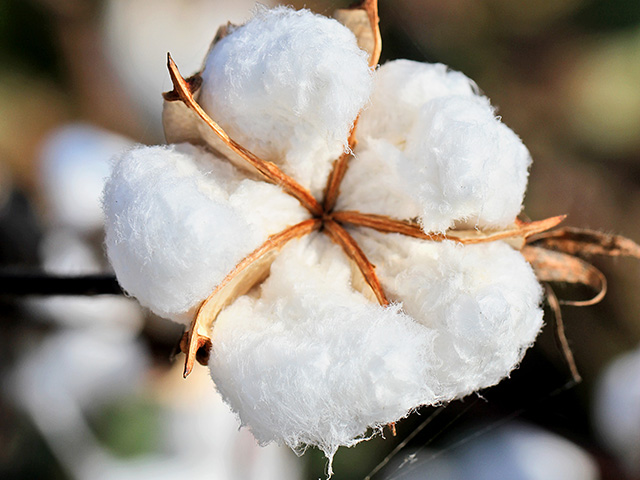 Mid-South farmers may see double-digit increases in cotton acres this season, Image by Pamela Smith